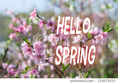 Branch with pink apricot tree flowers. The inscription Hello spring. Selective focus Branch with pink apricot tree flowers. The inscription Hello spring. Selective focus 110072413