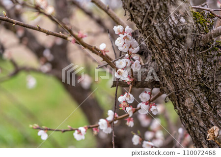 Plum blossoms have bloomed. Plum blossoms have bloomed. 110072468