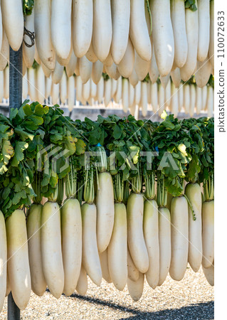 【神奈川縣】三浦的招牌蘿蔔幹 【神奈川縣】三浦的招牌蘿蔔幹 110072633