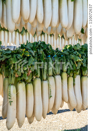 【神奈川縣】三浦的招牌蘿蔔幹 110072637