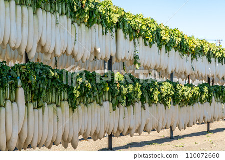 【神奈川縣】三浦的招牌蘿蔔幹 【神奈川縣】三浦的招牌蘿蔔幹 110072660