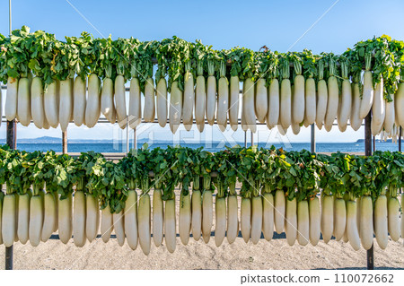 [Kanagawa Prefecture] Miura’s signature dried radish 110072662