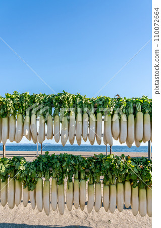 【神奈川縣】三浦的招牌蘿蔔幹 【神奈川縣】三浦的招牌蘿蔔幹 110072664