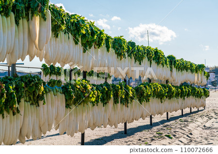 [Kanagawa Prefecture] Miura’s signature dried radish 110072666