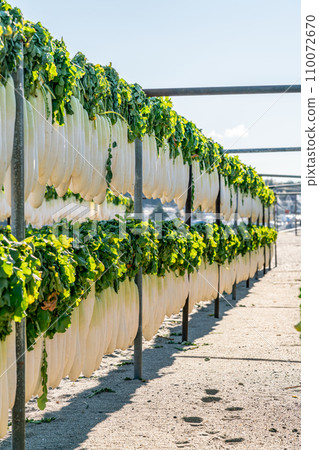 【神奈川縣】三浦的招牌蘿蔔幹 【神奈川縣】三浦的招牌蘿蔔幹 110072670
