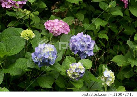 Hydrangea of rainy season Hydrangea of rainy season 110072713
