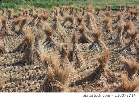 Rice field after harvesting rice 110072714