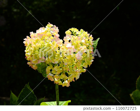 A cute heart-shaped pale pink hydrangea that bloomed in early summer. A cute heart-shaped pale pink hydrangea that bloomed in early summer. 110072725