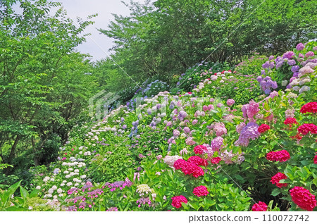 Kanayama Hydrangea Garden in Tagawa District, Fukuoka Prefecture, where colorful flowers bloom 110072742