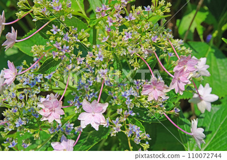 Double-flowered hydrangea pink dance party Double-flowered hydrangea pink dance party 110072744