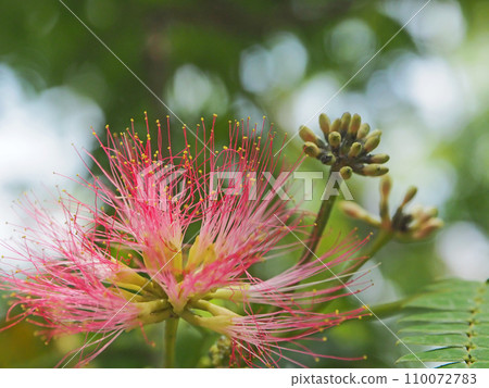 der木花在晚上關閉葉子 110072783