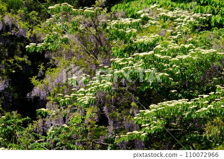 Fresh green dogwood and wild wisteria [Tsukui, Sagamihara City, April] 110072966