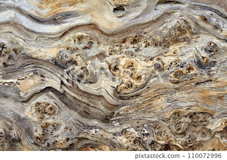 The texture of an amazing tree sprinkled with sea sand 110072996