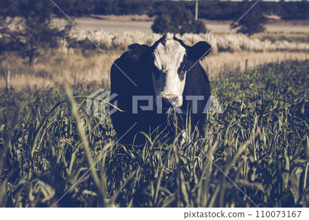 Cattle raising with natural pastures in Pampas countryside, La Pampa Province,Patagonia, Argentina. Cattle raising with natural pastures in Pampas countryside, La Pampa Province,Patagonia, Argentina. 110073167