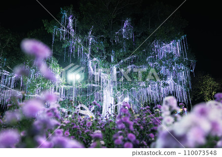 Flower garden at outdoor night in Chiang Mai of Thailand. 110073548