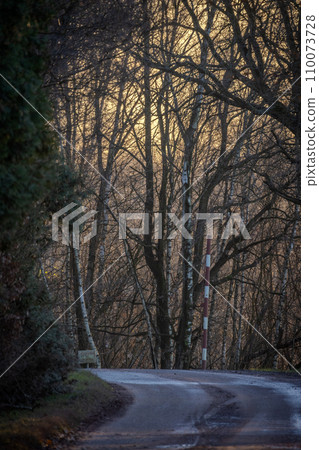 Sunset Road through a Bare Tree Canopy 110073728