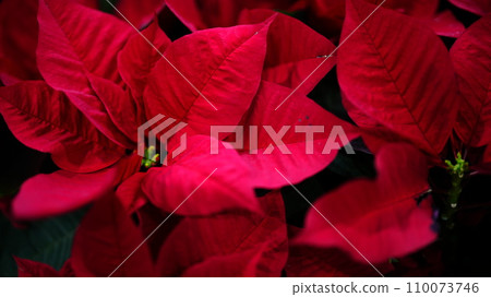 Red Poinsettia 110073746