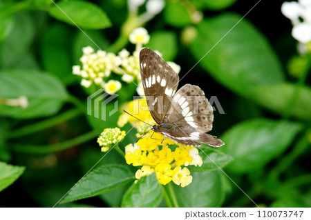 Asamaichi monji and lantana flowers 110073747