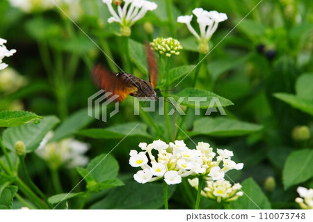 Hojaku sucking lantana nectar 110073748