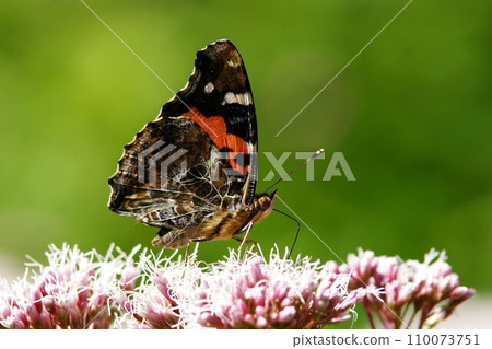 吸吮藤壺花蜜的紅海軍上將 110073751