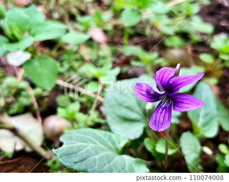 春天田野裡盛開的紫色紫羅蘭 110074008