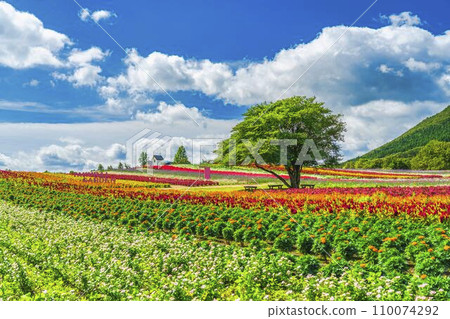 Summer Nasu Flower World Celosia flower field Nasu Town, Tochigi Prefecture 110074292