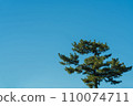 Pine trees and blue sky 110074711