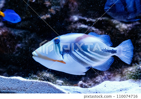 Fish Painted Triggerfish Rhinecanthus aculeatus 110074716