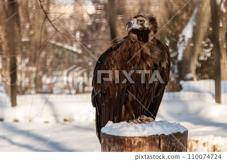 beautiful vultures sit on a stump in the snow 110074724