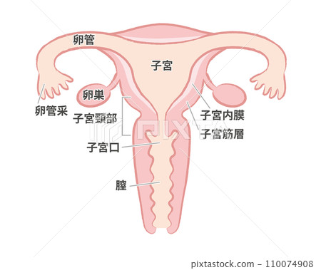 Female organs uterus illustration with name letters Female organs uterus illustration with name letters 110074908