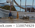 cats near the boat eating fish, morning, sea, pier, fishermen,n, 110074929