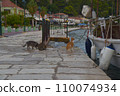 cats near the boat eating fish, morning, sea, pier, fishermen, 110074934