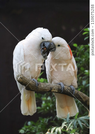 Couple moluccan cockatoo bird is love and eatting in garden 110075288