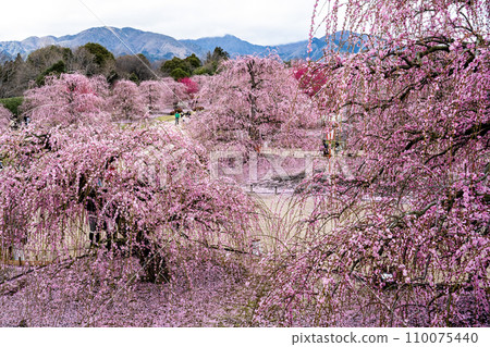 景觀與垂枝梅 景觀與垂枝梅 110075440