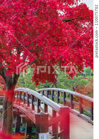 秋天的天鵝花園（愛知縣名古屋市） 110075782