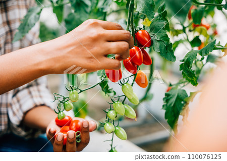 Close-up of farmer's hands tenderly holding cherry tomatoes in a greenhouse. Quality harvest showcases meticulous growth care. Nature's richness thrives outdoors. Close-up of farmer's hands tenderly holding cherry tomatoes in a greenhouse. Quality harvest showcases meticulous growth care. Nature's richness thrives outdoors. 110076125