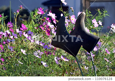 色彩繽紛的宇宙盛開，雨靴在菜園旁晾乾 110076128