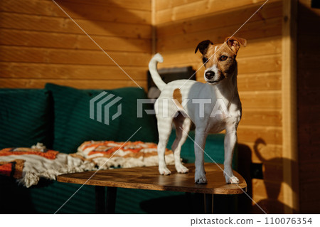 Dog relaxing on sofa in living room 110076354