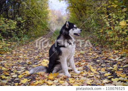 Alaskan malamute Alaskan malamute 110076525