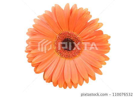 Gerbera flower on white 110076532