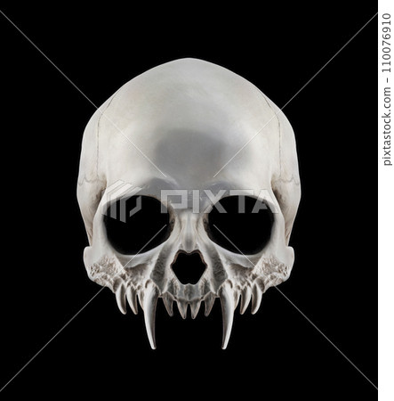 Vampire skull with long fangs isolated on black background Vampire skull with long fangs isolated on black background 110076910