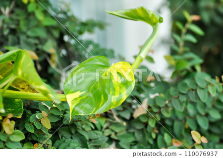 Devils Ivy, Golden Pothos or Hunters Robe or Epipremnum aureum or Araceae 110076937