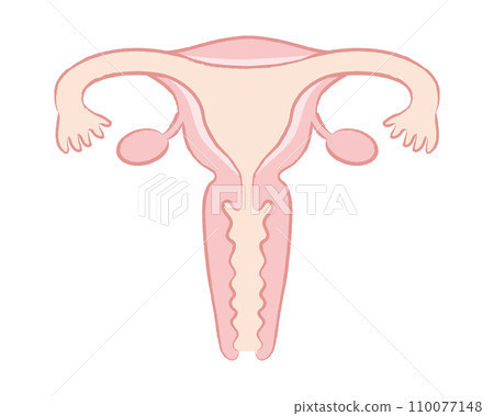 沒有姓名字母的女性器官子宮圖 110077148