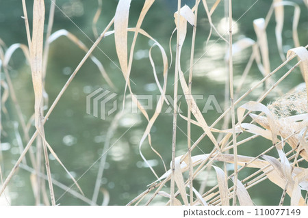 冬季蘆葦的優雅自然色 漂白蘆葦的自然色 110077149