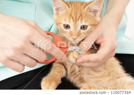 女人的手正在幫小貓剪指甲 110077384