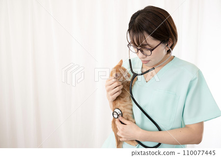 A female veterinarian wearing glasses examining a kitten A female veterinarian wearing glasses examining a kitten 110077445