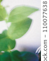 Film photo of plant leaves 110077638