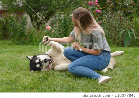 A girl with a malamute dog 110077845