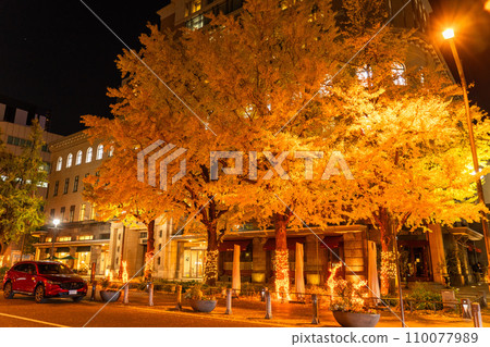 《神奈川縣》橫濱日本大通夜景，一排排黃葉的銀杏樹 110077989