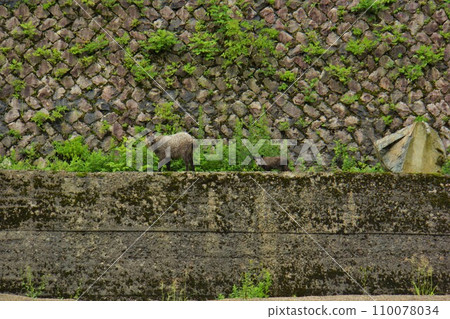 Antelope family and child at Miboro Dam Antelope family and child at Miboro Dam 110078034